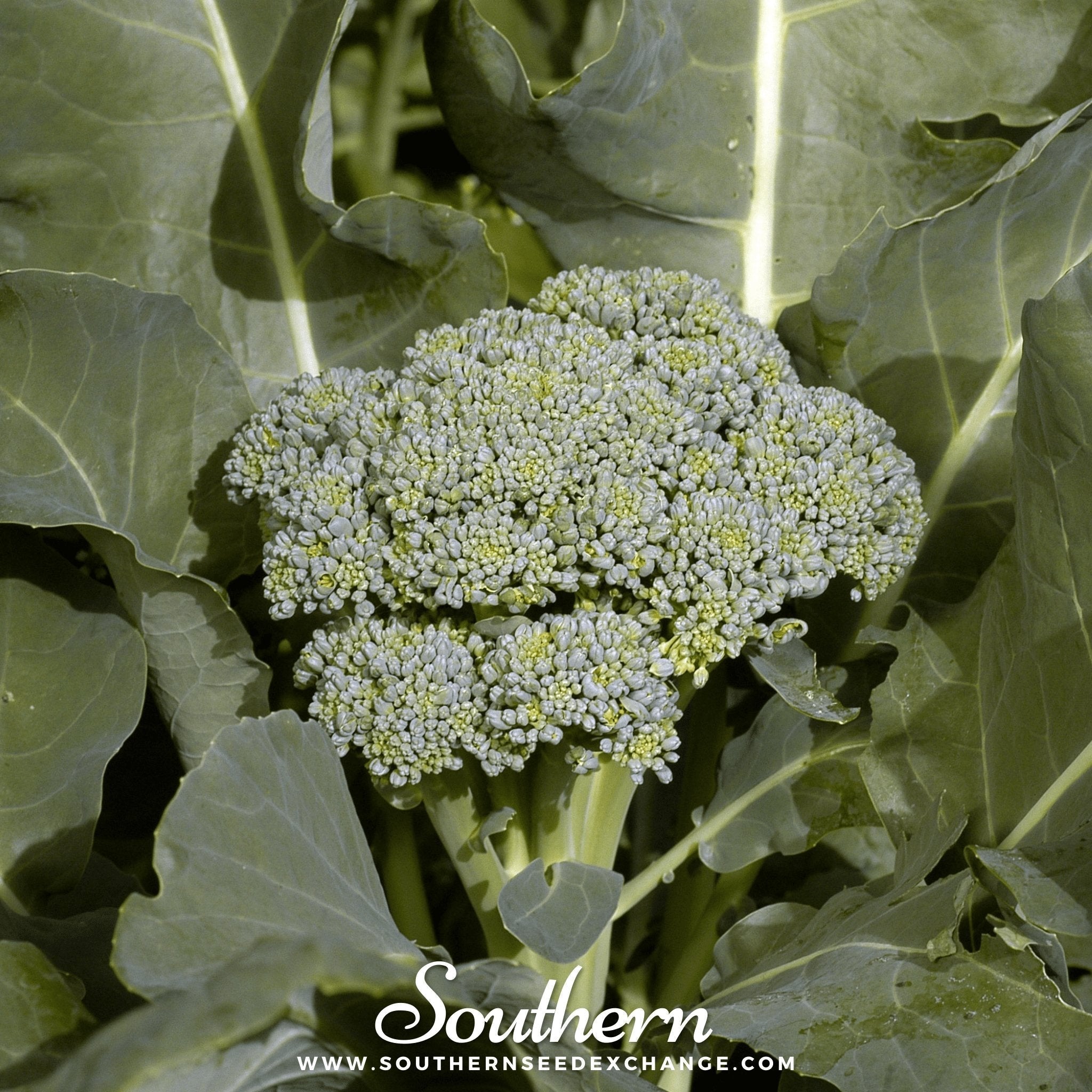 Di Cicco Broccoli – 200 Seeds Southern Seeds