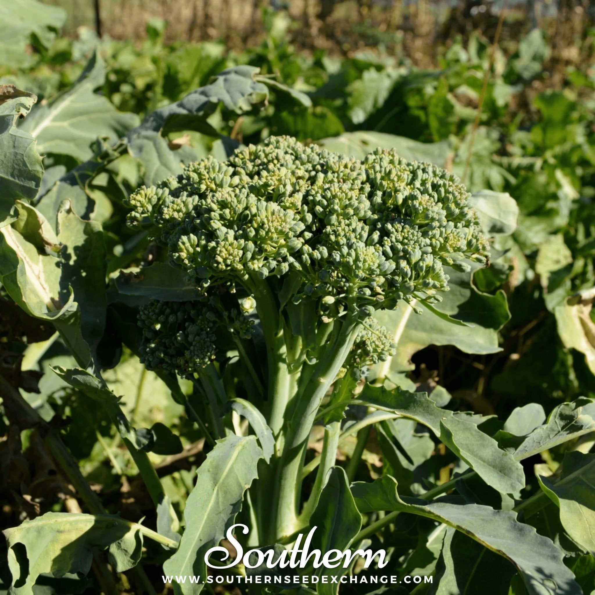 Di Cicco Broccoli – 200 Seeds Southern Seeds