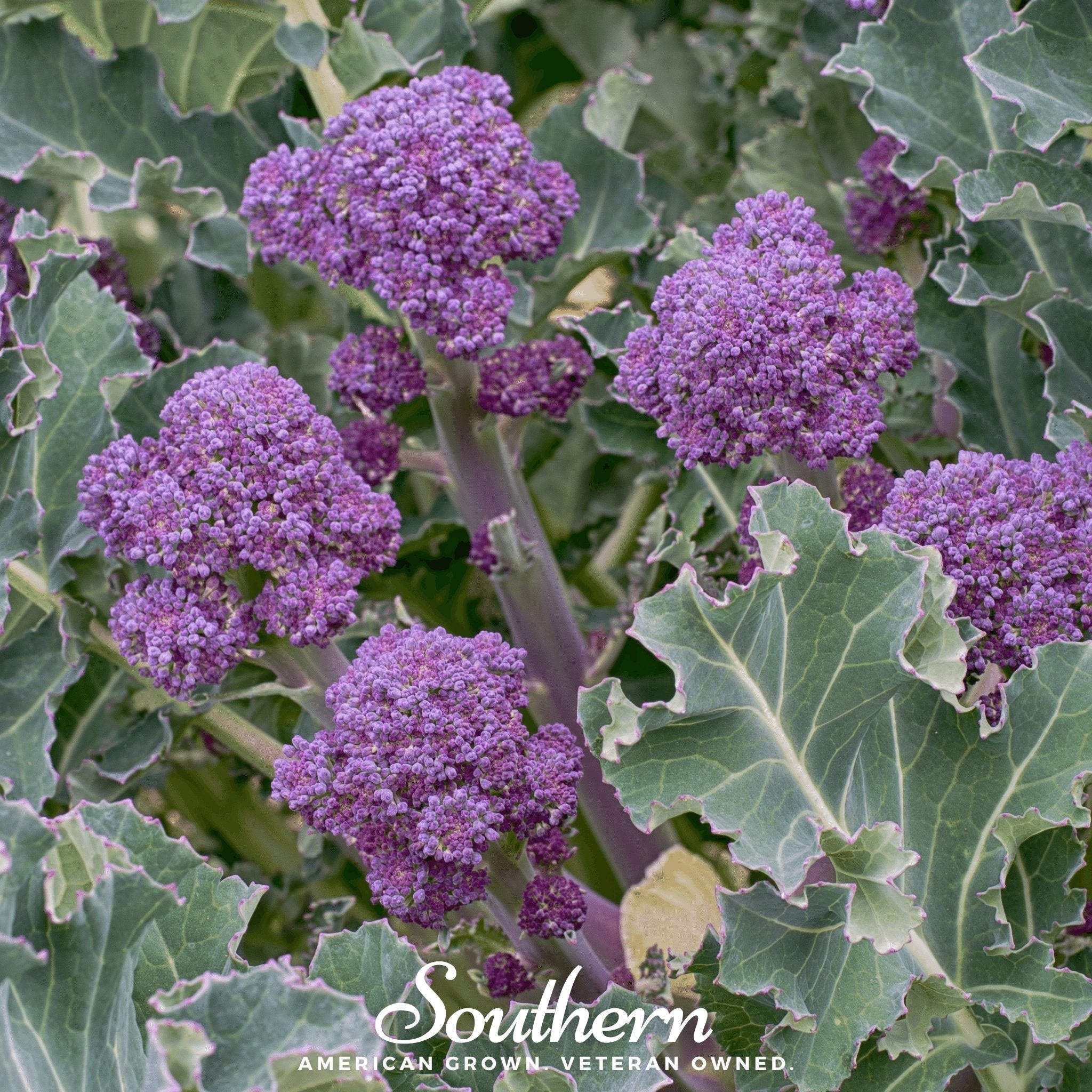 Purple Sprouting Broccoli – 100 Seeds Southern Seeds