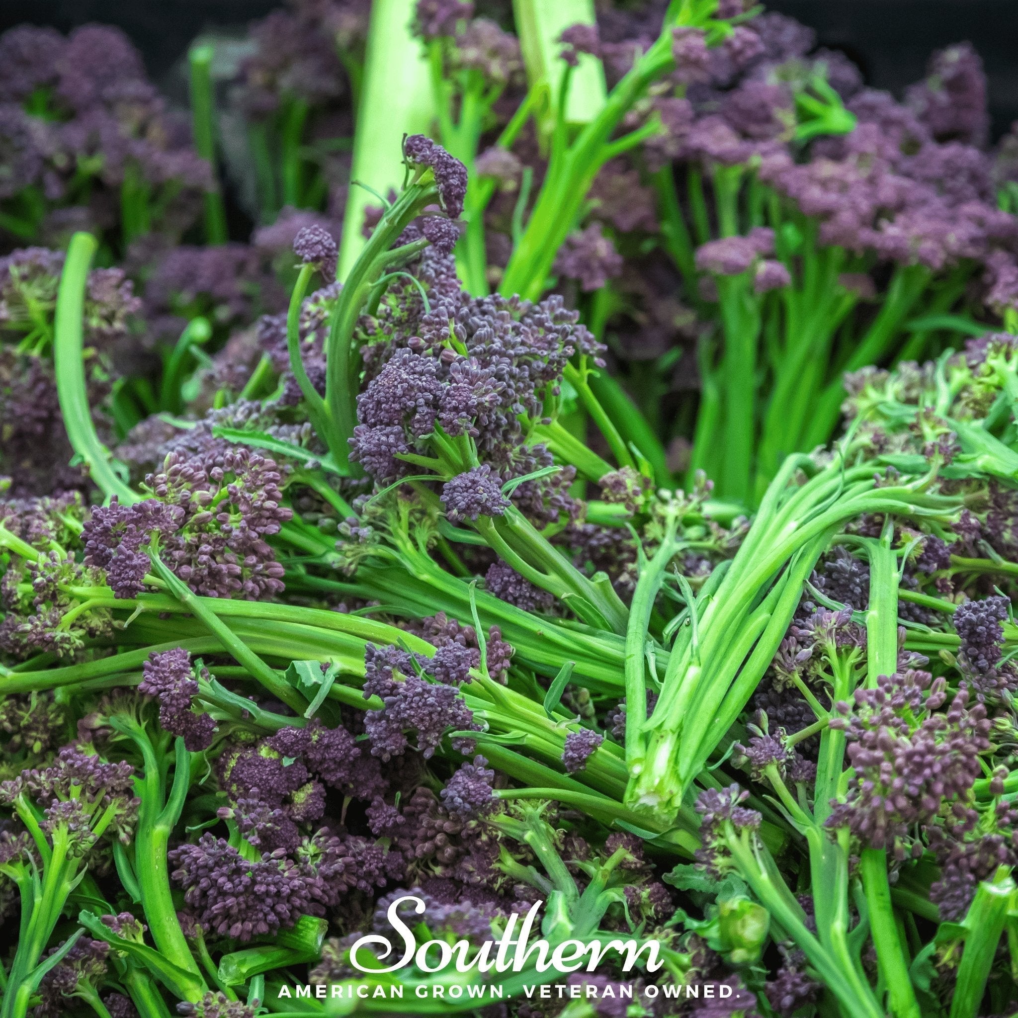 Purple Sprouting Broccoli – 100 Seeds Southern Seeds