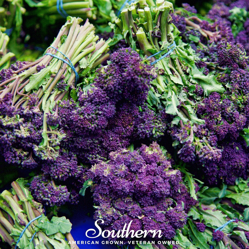 Purple Sprouting Broccoli – 100 Seeds Southern Seeds