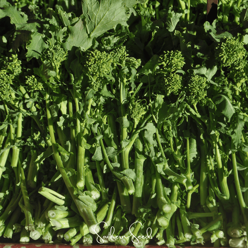 Rapini Raab Broccoli – 100 Seeds Southern Seeds