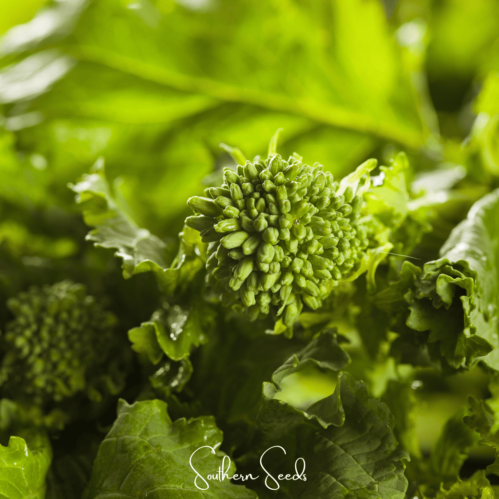 Rapini Raab Broccoli – 100 Seeds Southern Seeds