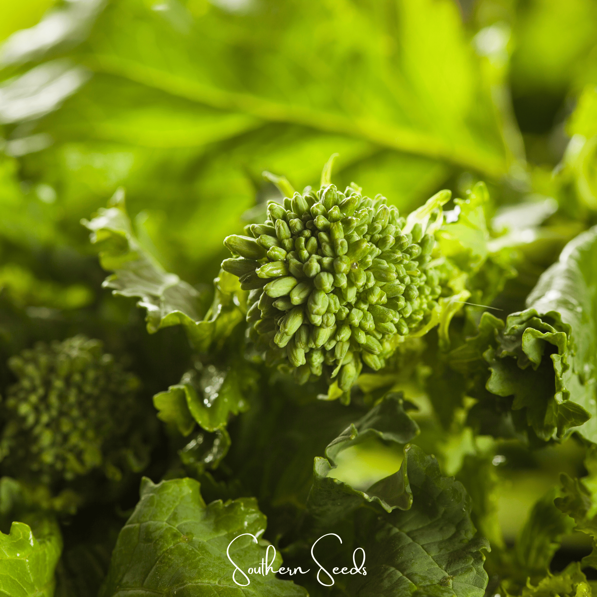 Rapini Raab Broccoli – 100 Seeds Southern Seeds