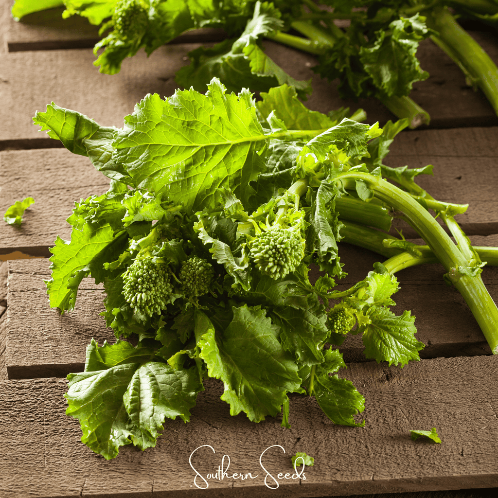 Rapini Raab Broccoli – 100 Seeds Southern Seeds