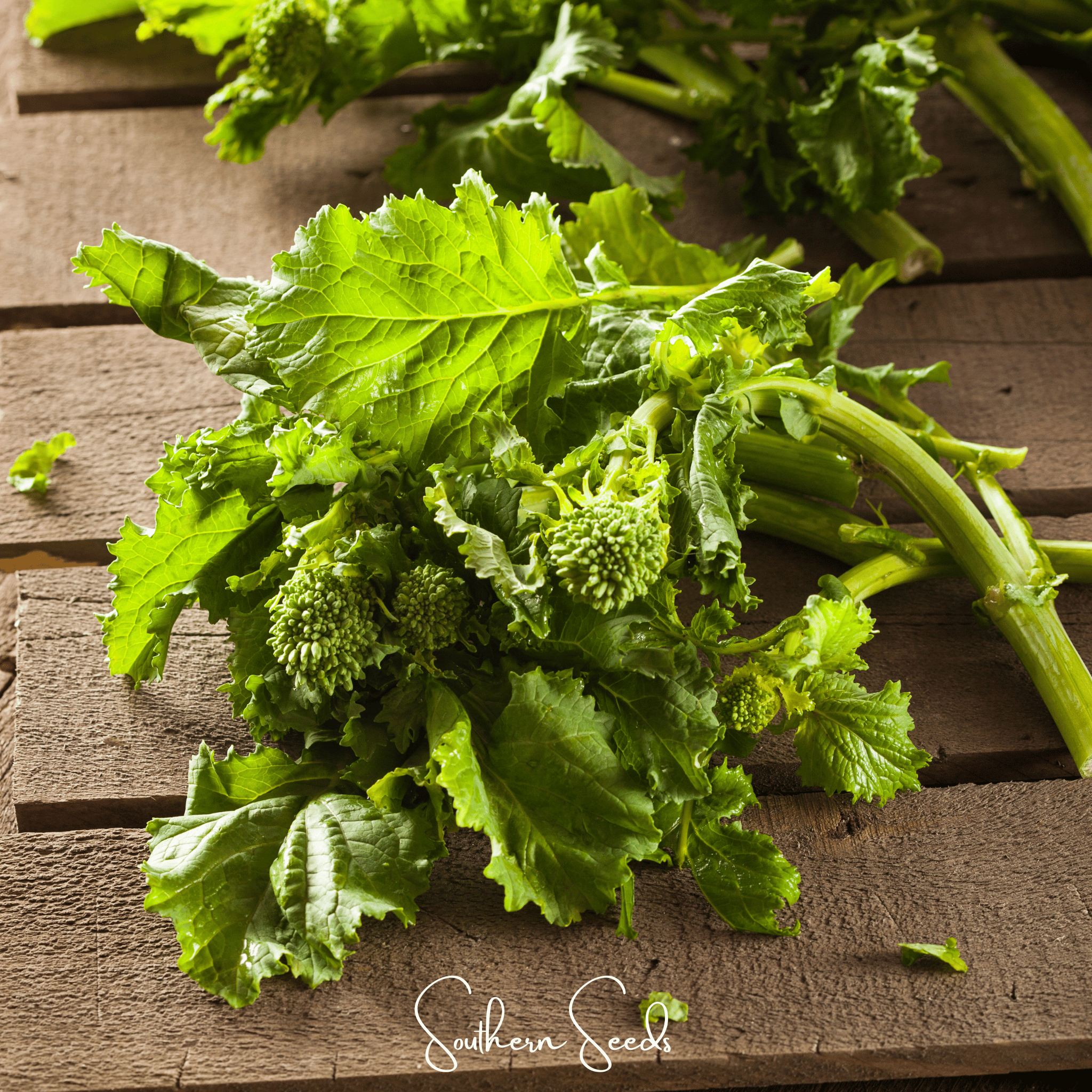Rapini Raab Broccoli – 100 Seeds Southern Seeds