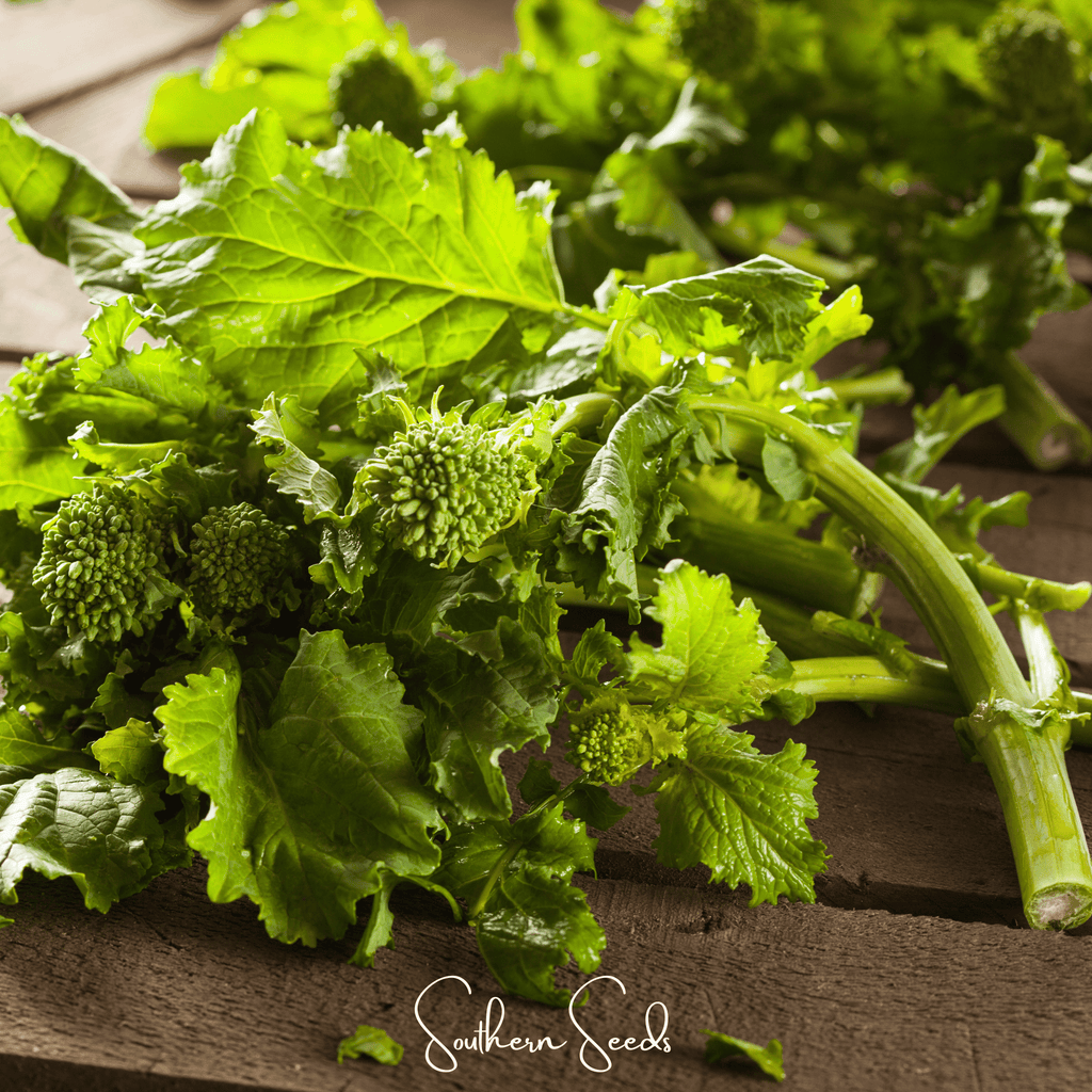 Rapini Raab Broccoli – 100 Seeds Southern Seeds