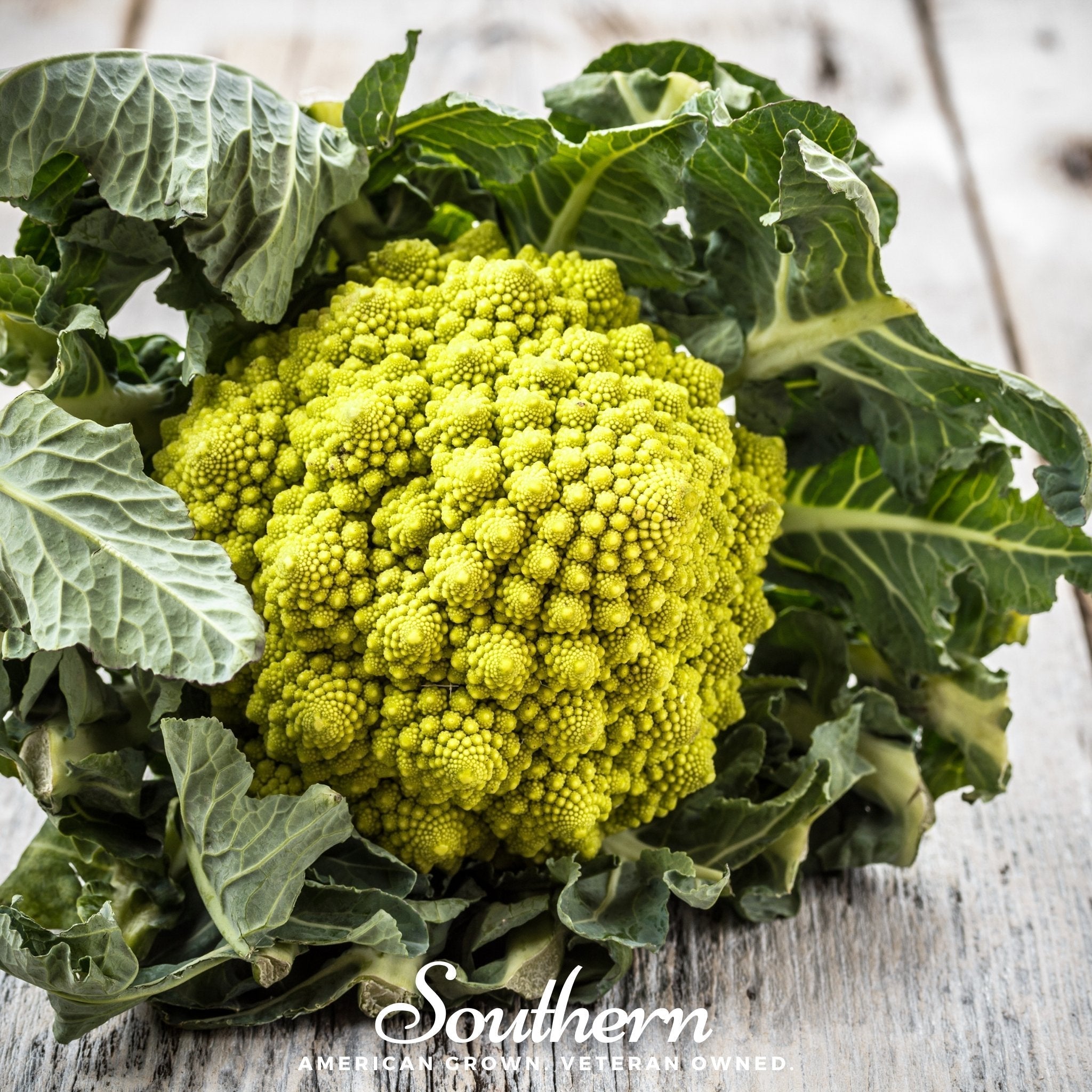 Romanesco Broccoli – 100 Seeds Southern Seeds