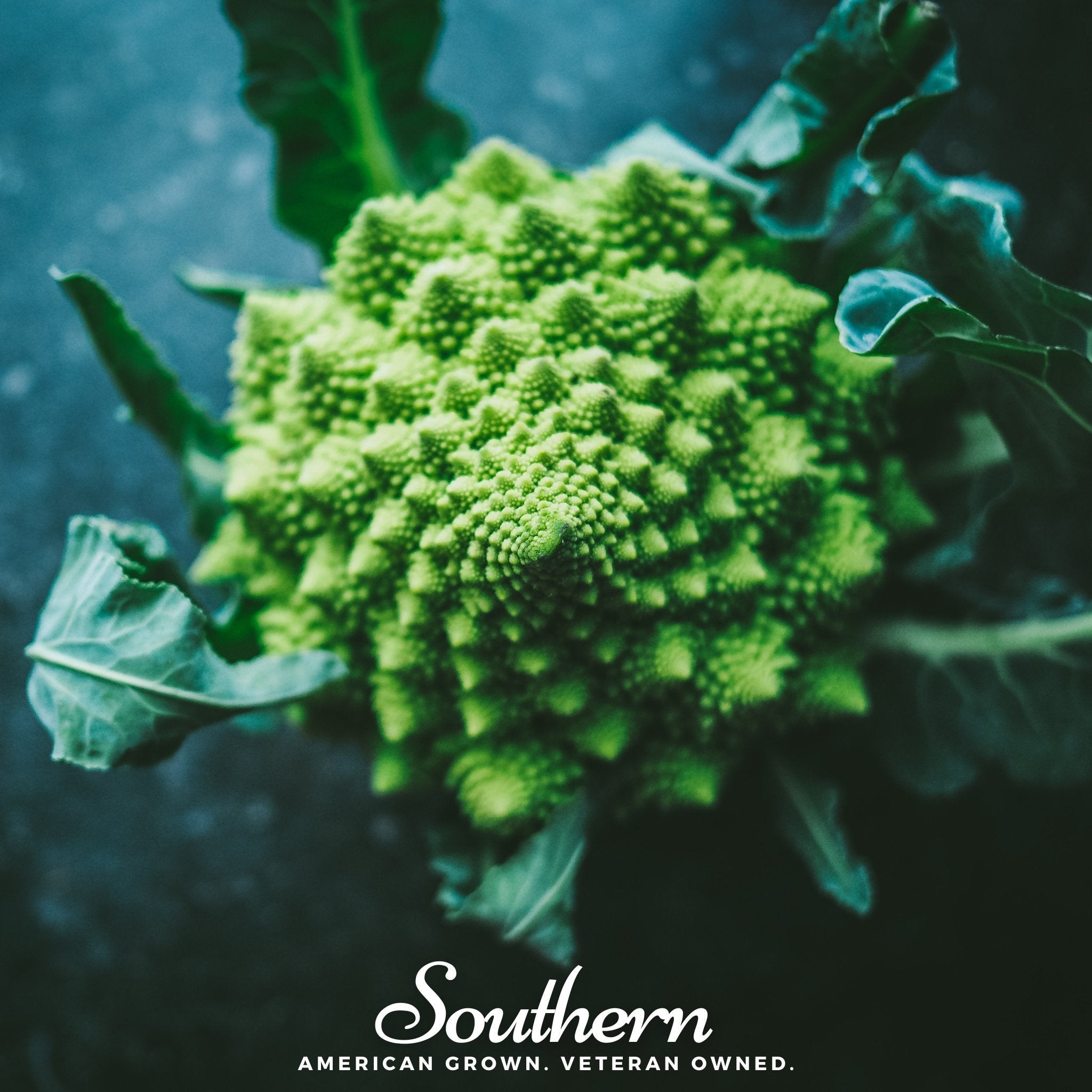 Romanesco Broccoli – 100 Seeds Southern Seeds