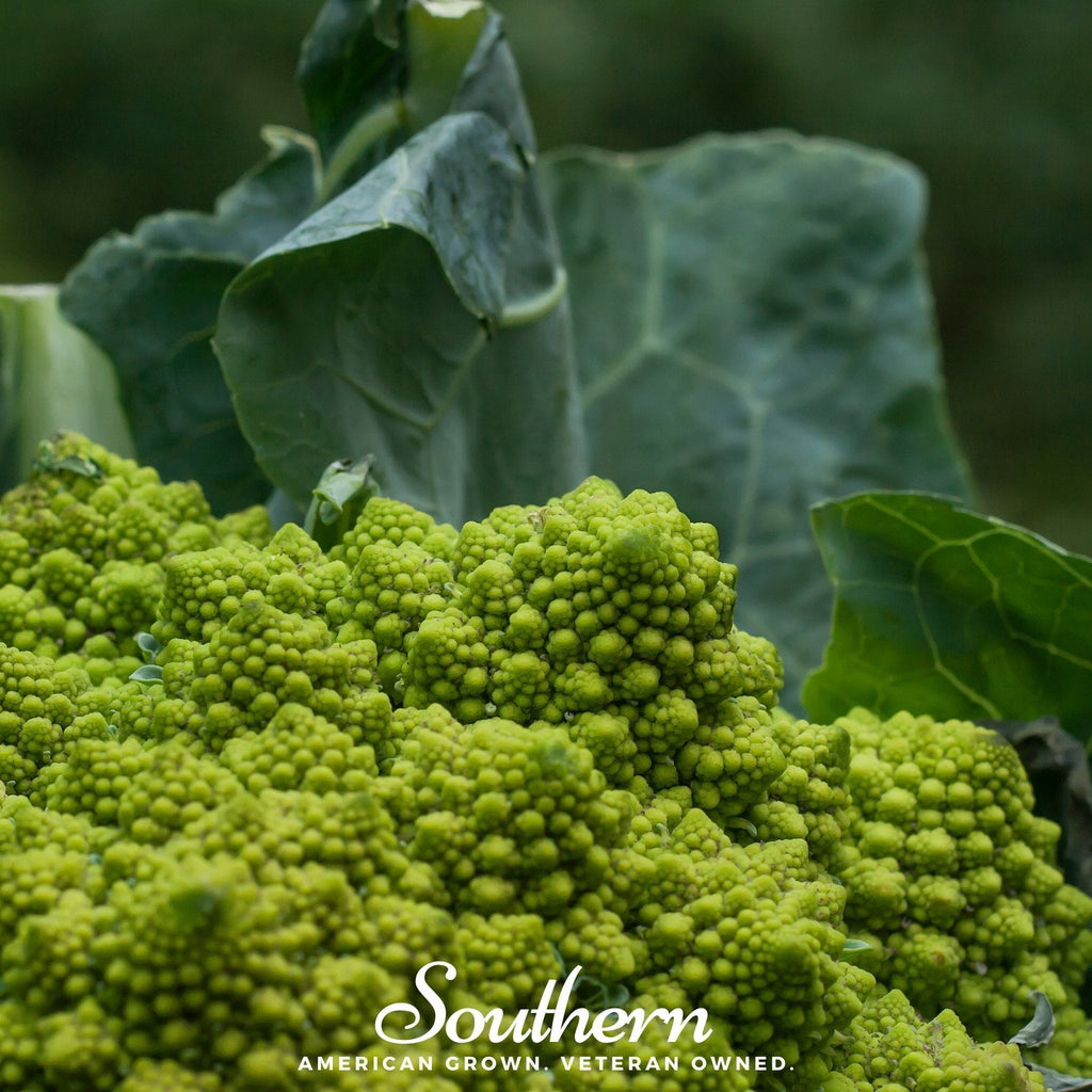 Romanesco Broccoli – 100 Seeds Southern Seeds