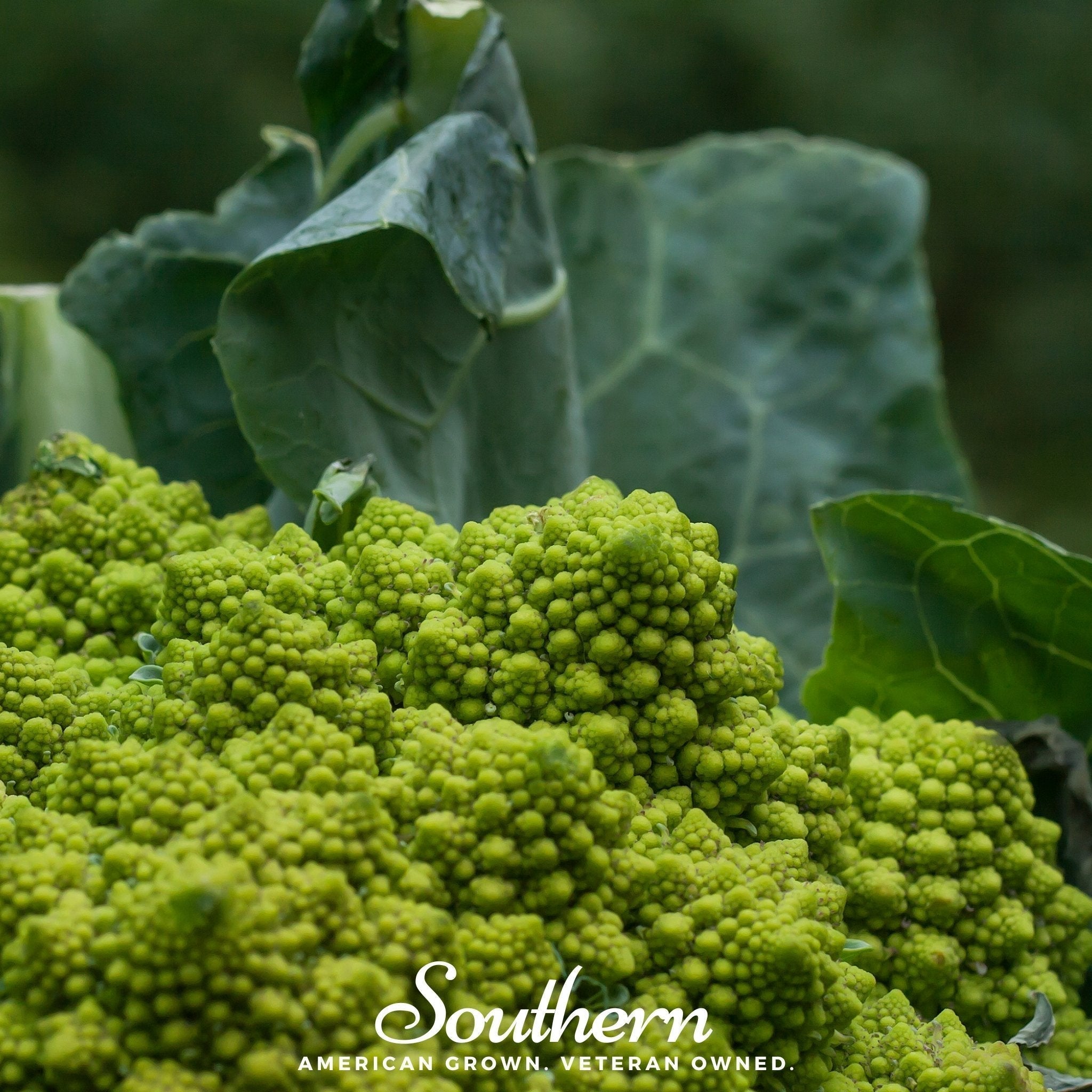 Romanesco Broccoli – 100 Seeds Southern Seeds