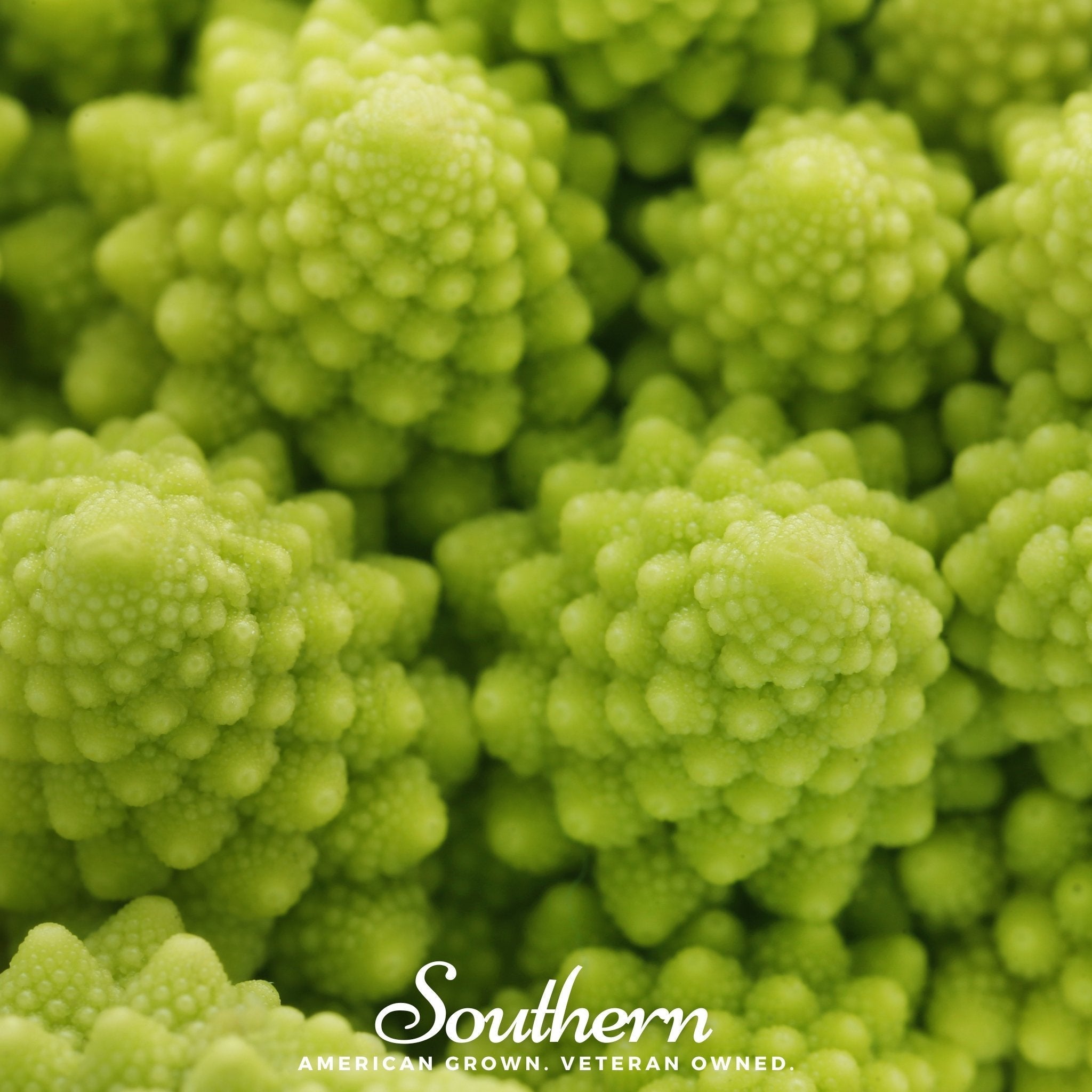 Romanesco Broccoli – 100 Seeds Southern Seeds