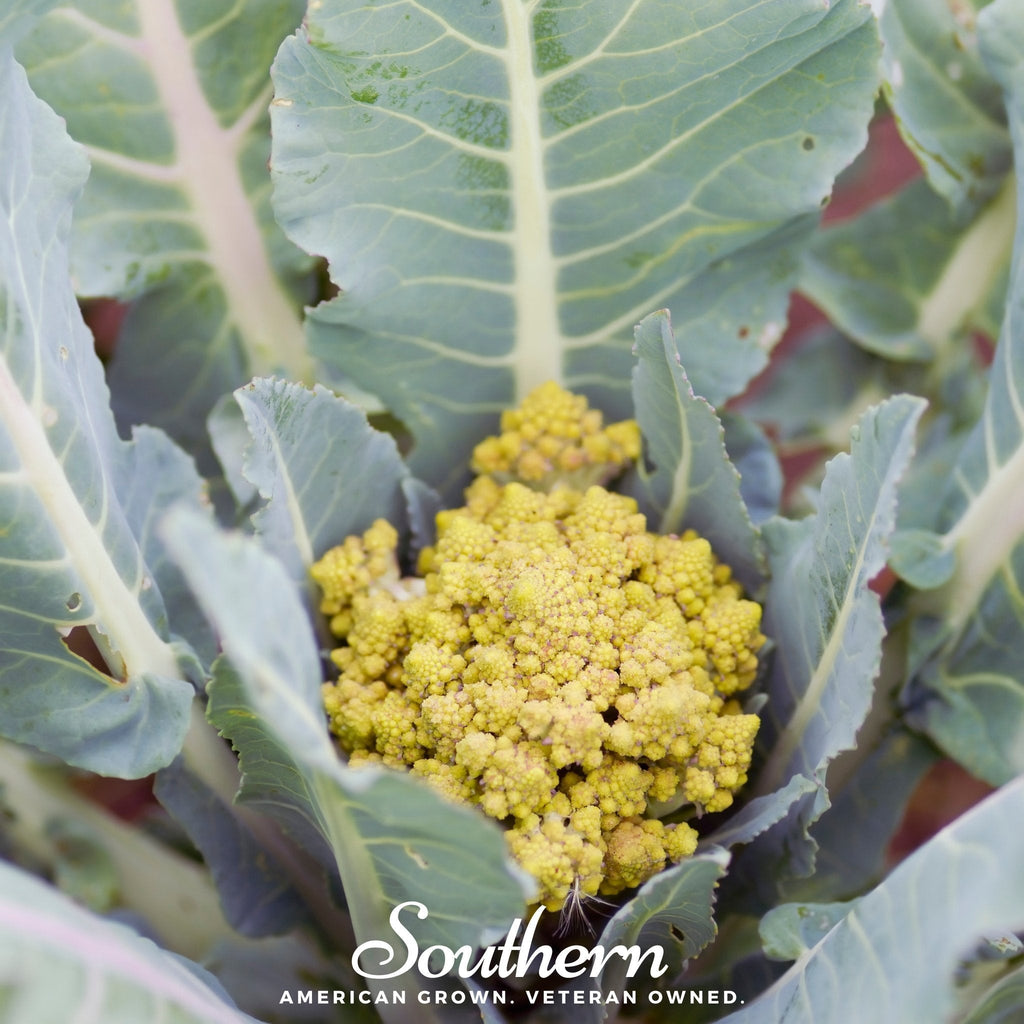 Romanesco Broccoli – 100 Seeds Southern Seeds