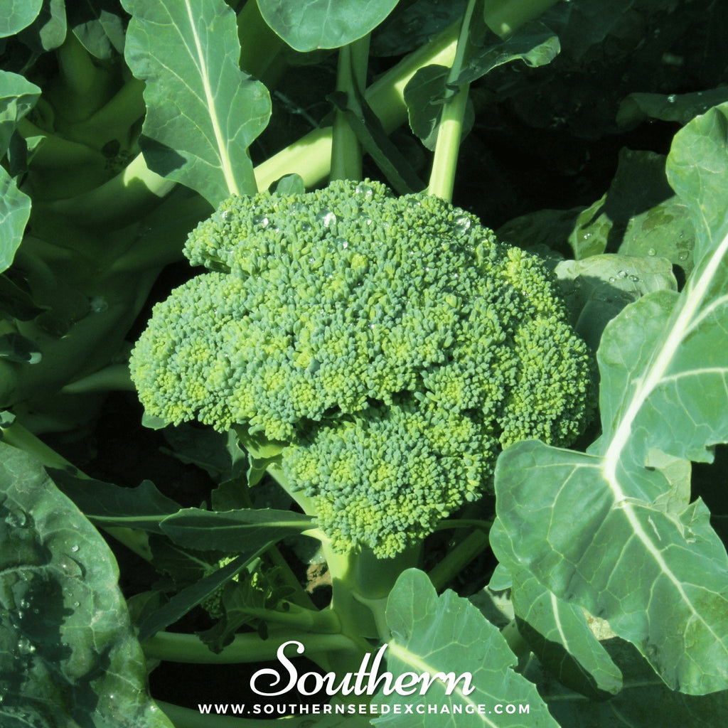 Waltham 29 Broccoli – 100 Seeds Southern Seeds