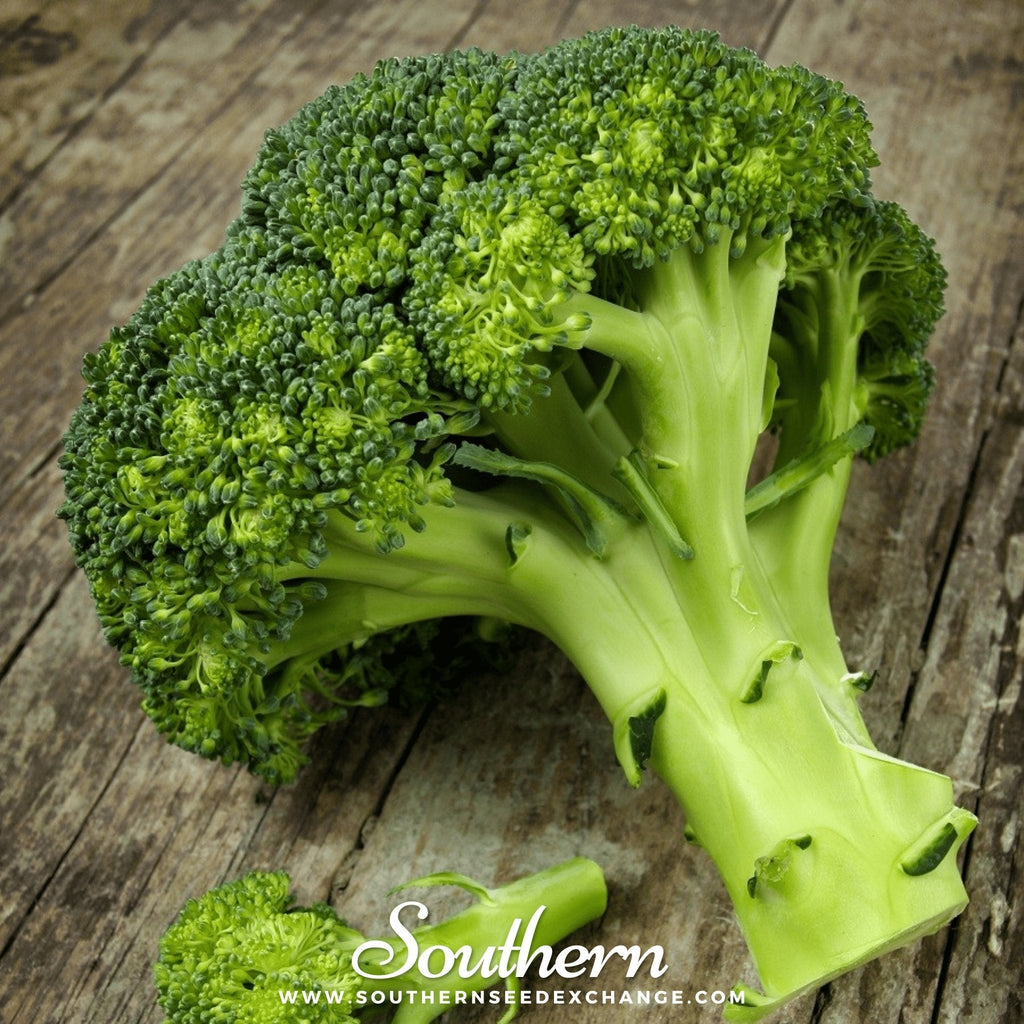 Waltham 29 Broccoli – 100 Seeds Southern Seeds
