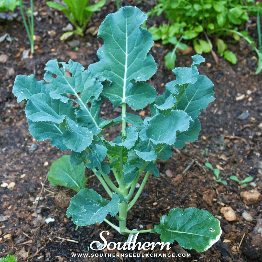 Waltham 29 Broccoli – 100 Seeds Southern Seeds