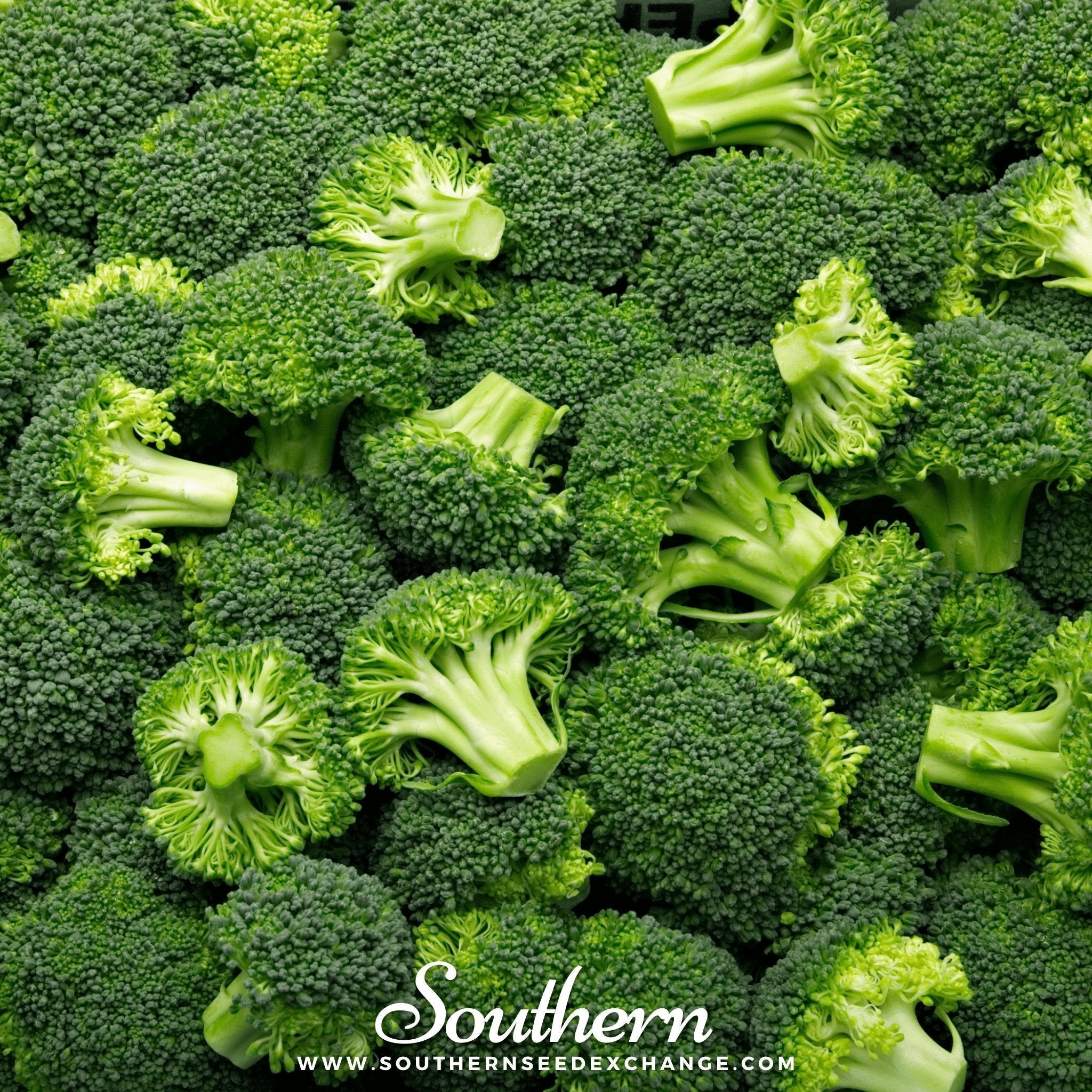 Waltham 29 Broccoli – 100 Seeds Southern Seeds