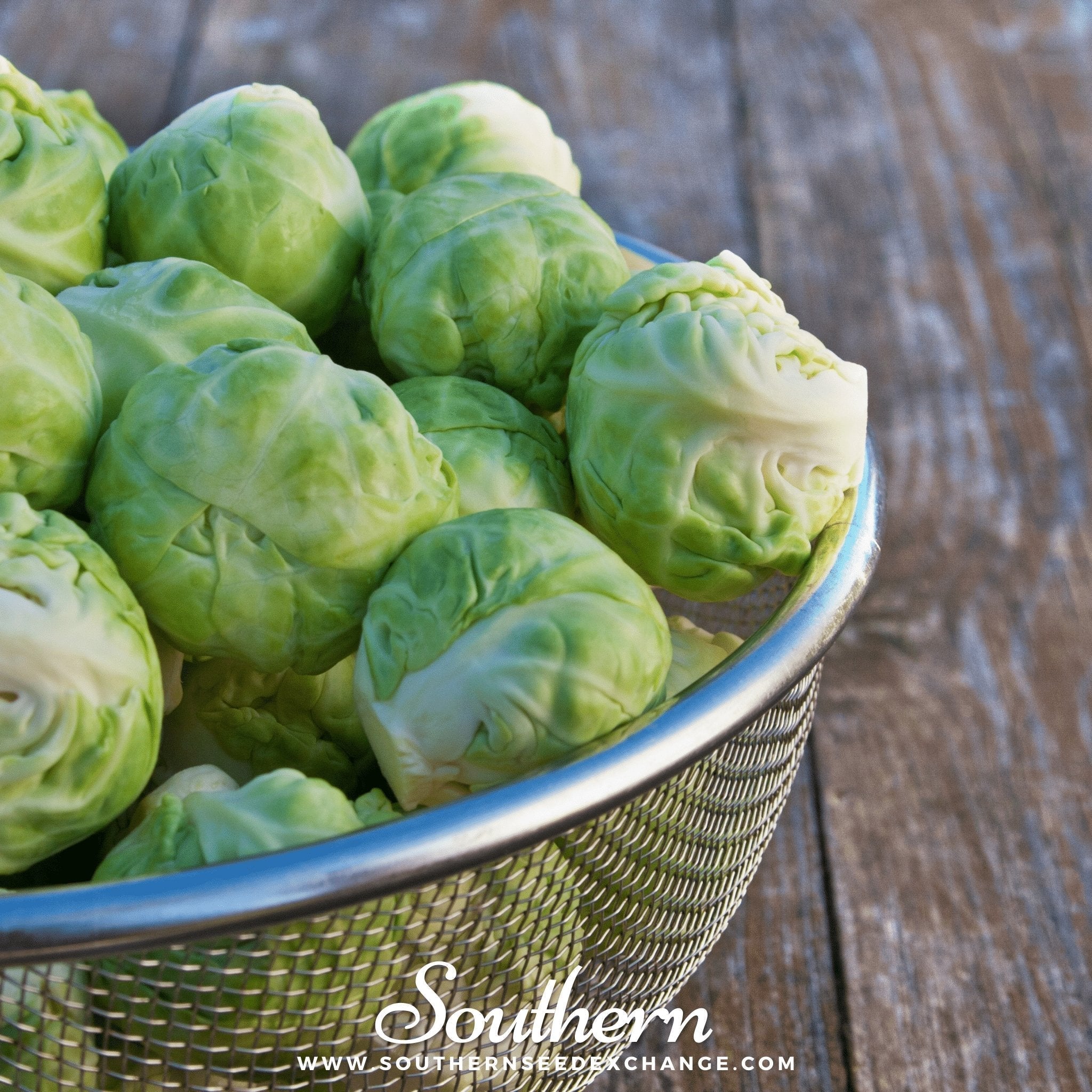 Catskill Brussels Sprouts – 250 Seeds Southern Seeds