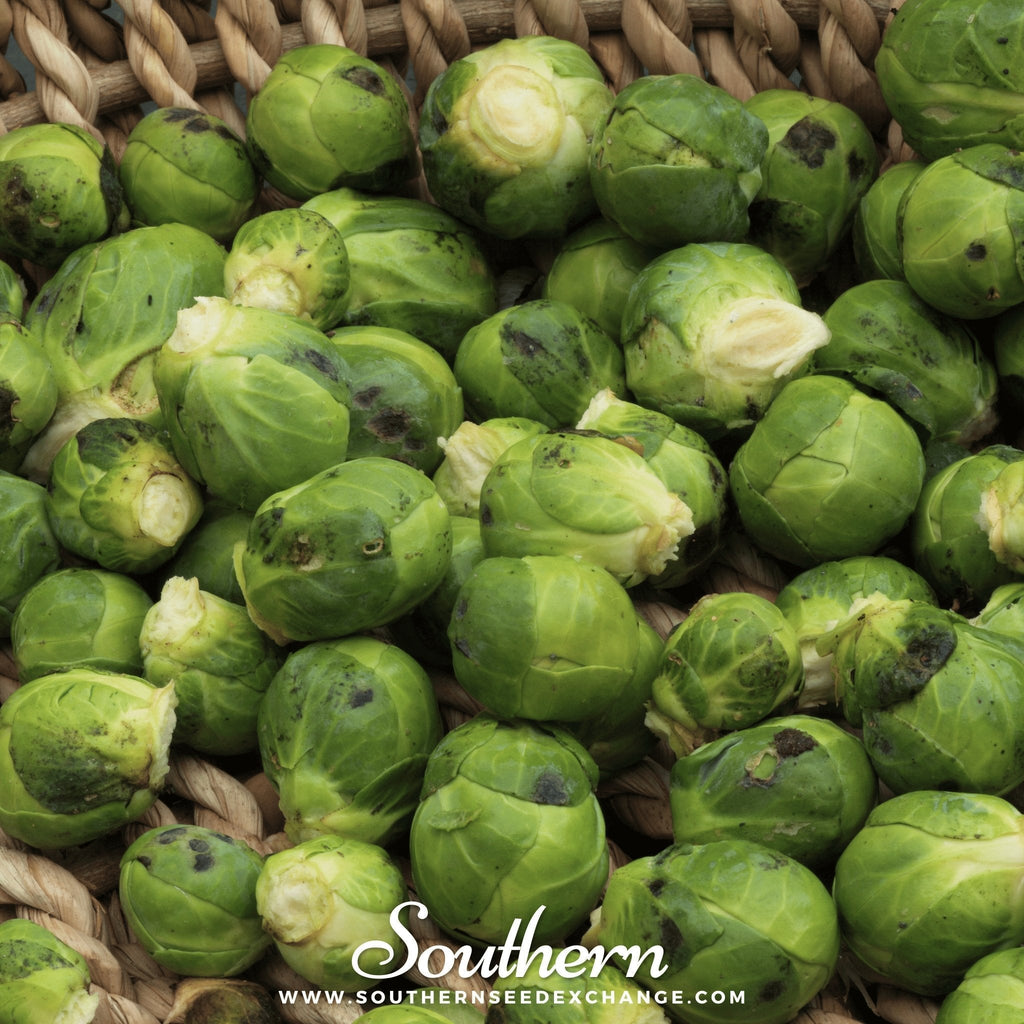 Catskill Brussels Sprouts – 250 Seeds Southern Seeds