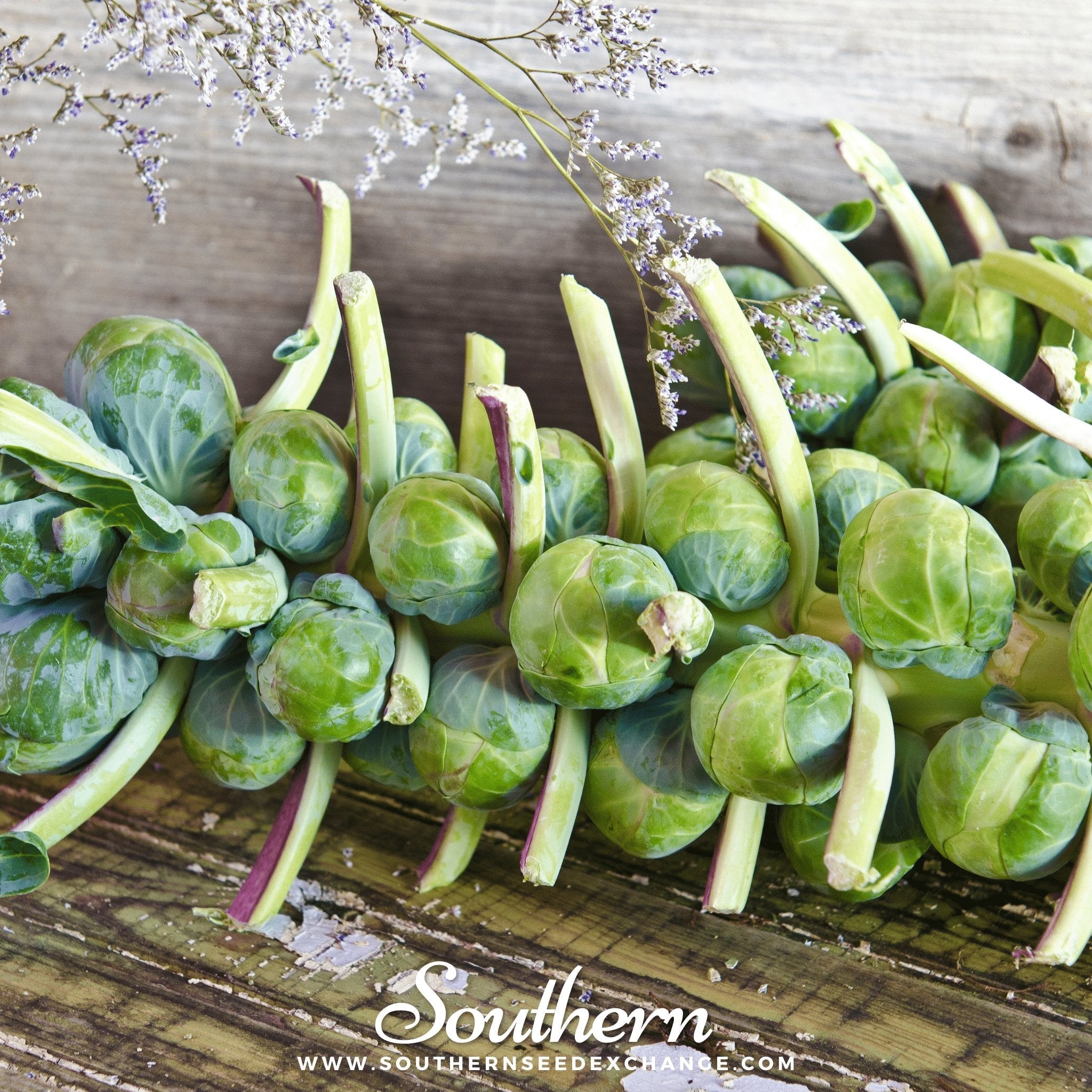 Catskill Brussels Sprouts – 250 Seeds Southern Seeds
