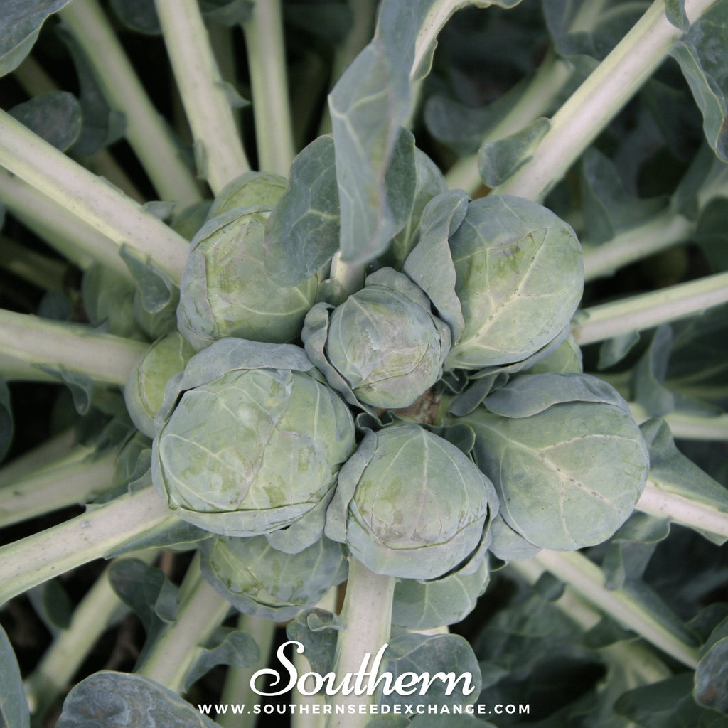 Catskill Brussels Sprouts – 250 Seeds Southern Seeds
