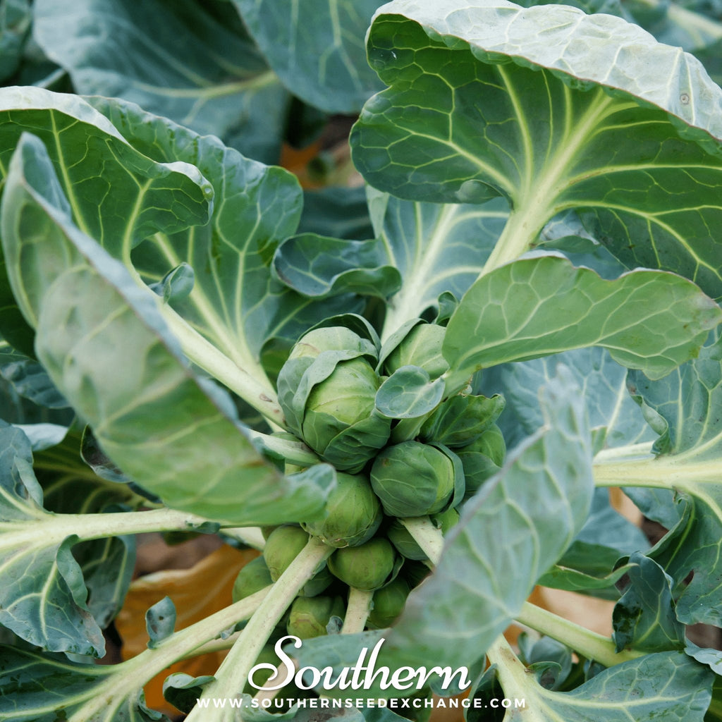 Long Island Improved Brussels Sprouts – 250 Seeds Southern Seeds
