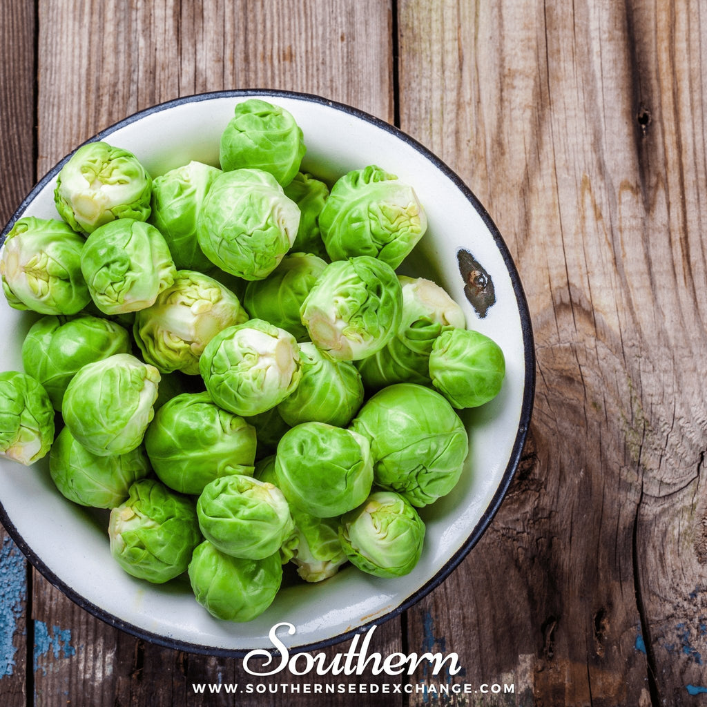 Long Island Improved Brussels Sprouts – 250 Seeds Southern Seeds