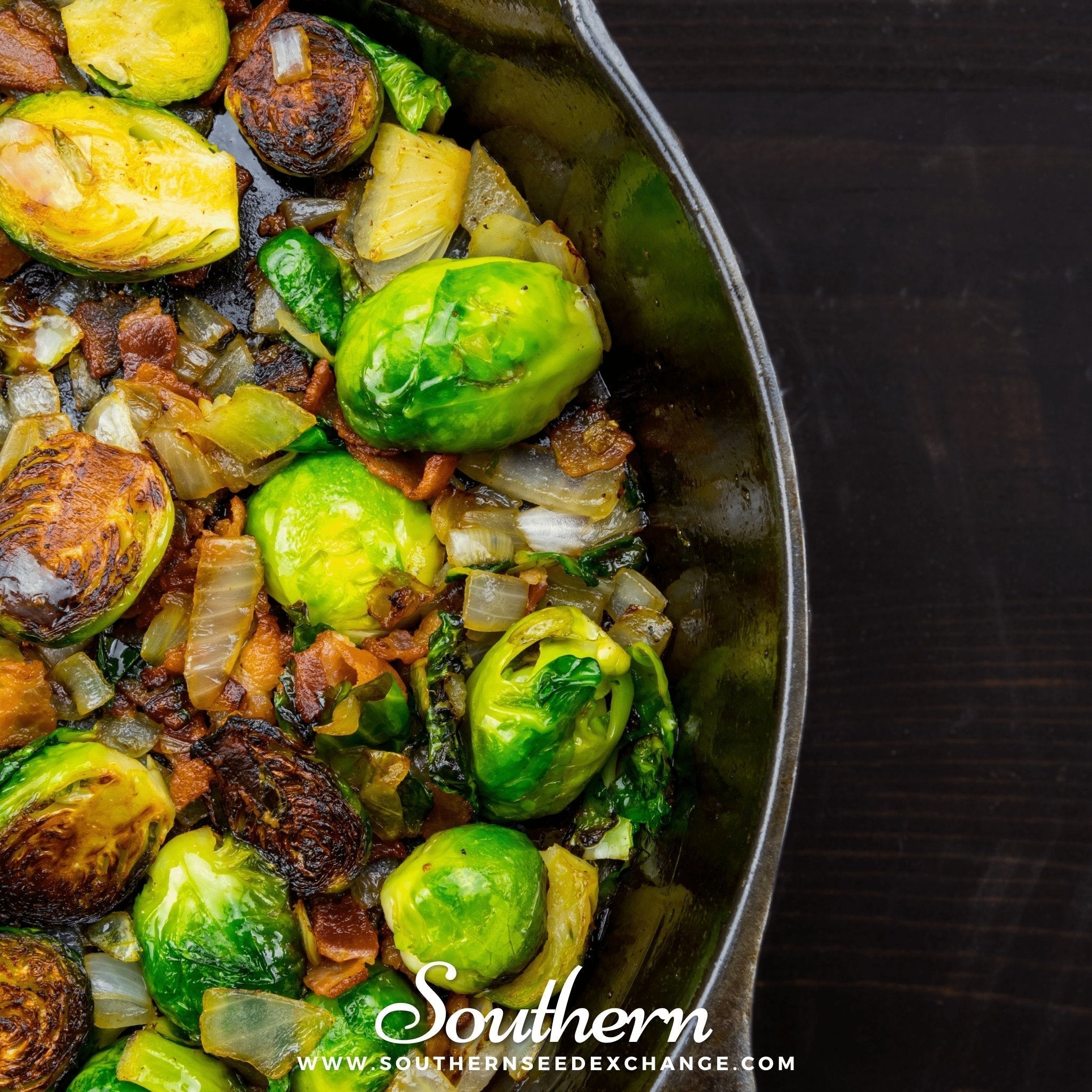 Long Island Improved Brussels Sprouts – 250 Seeds Southern Seeds