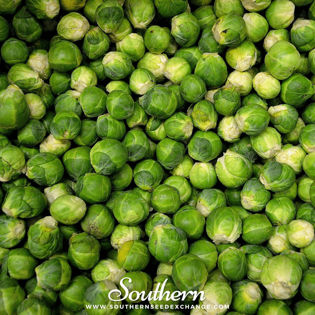 Long Island Improved Brussels Sprouts – 250 Seeds Southern Seeds