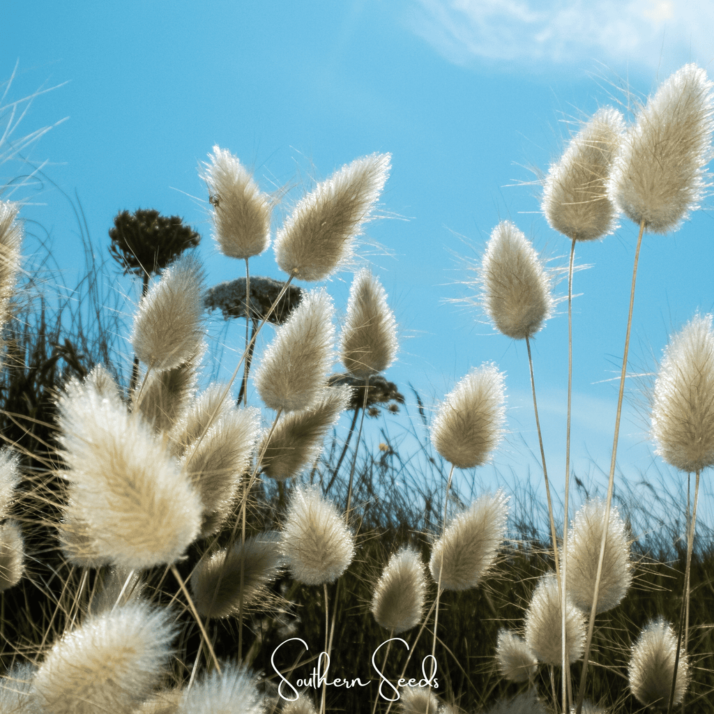 Bunny Tails – 50 Seeds Southern Seeds