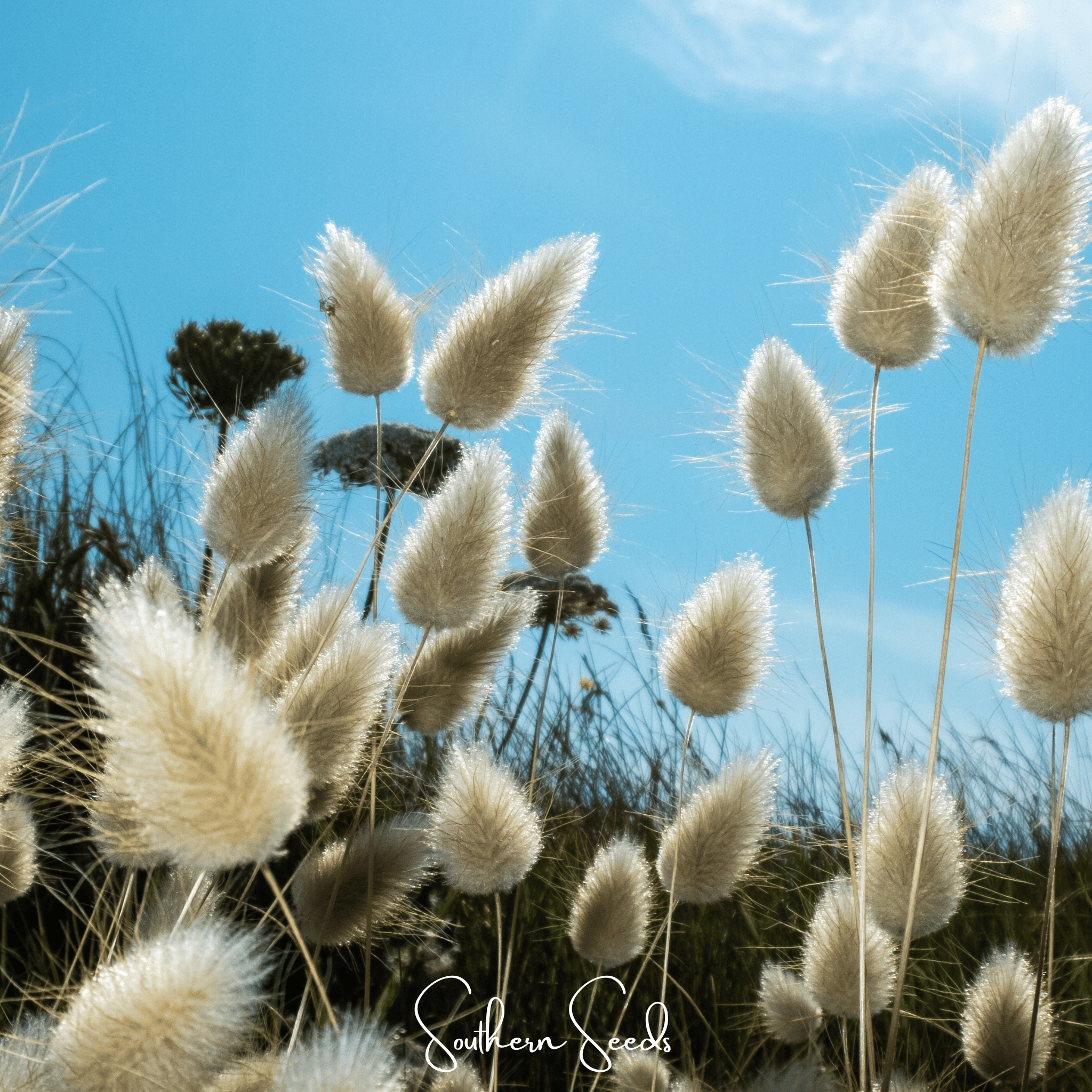 Bunny Tails – 50 Seeds Southern Seeds