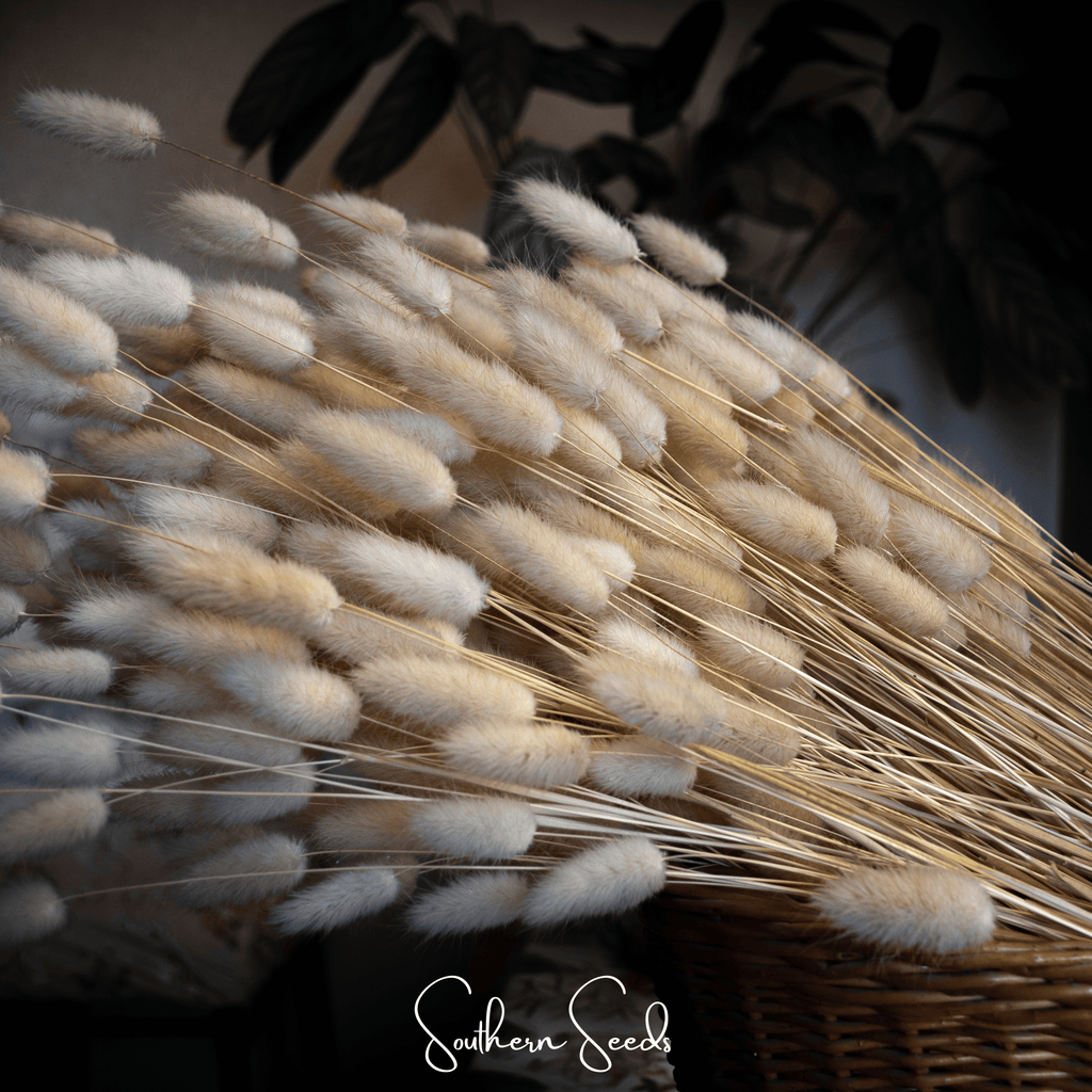 Bunny Tails – 50 Seeds Southern Seeds