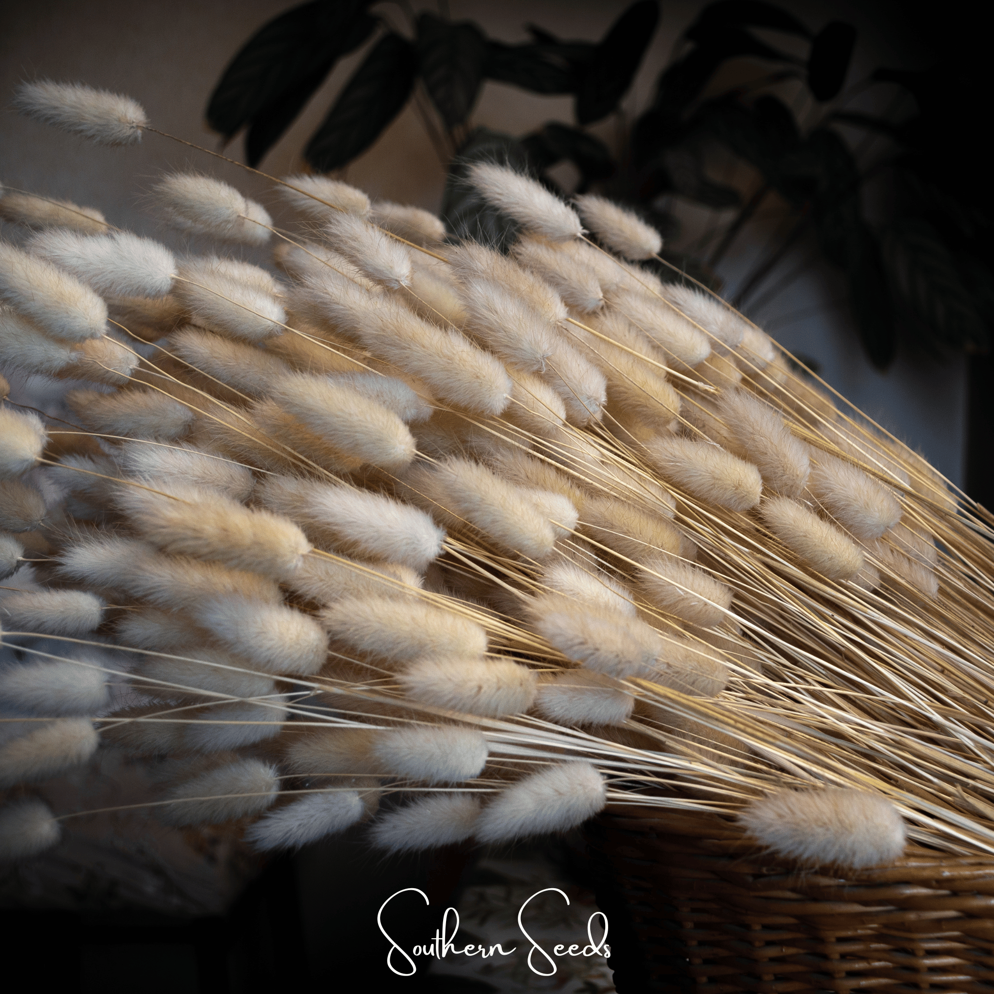Bunny Tails – 50 Seeds Southern Seeds