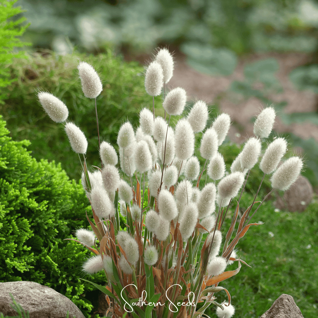 Bunny Tails – 50 Seeds Southern Seeds