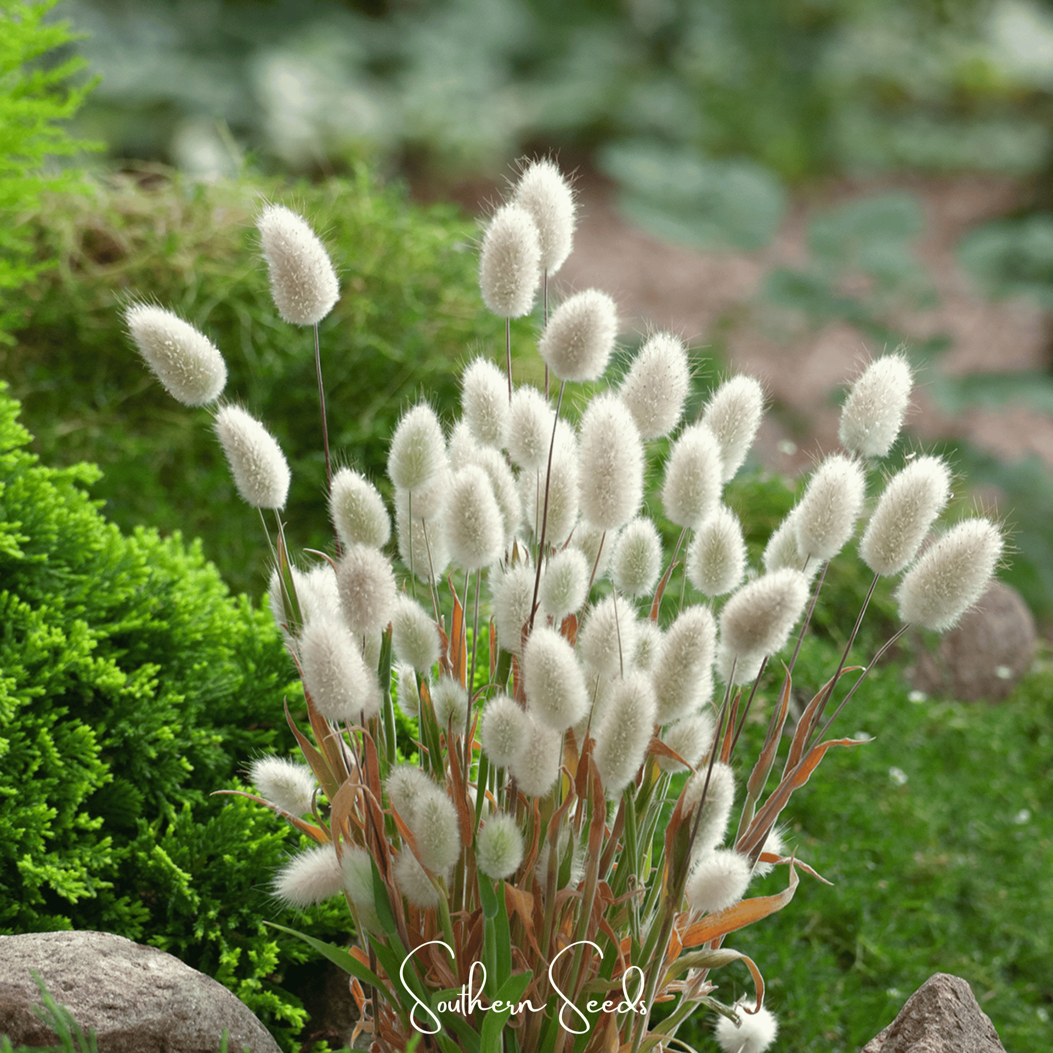 Bunny Tails – 50 Seeds Southern Seeds