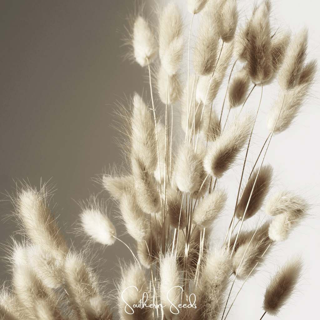 Bunny Tails – 50 Seeds Southern Seeds