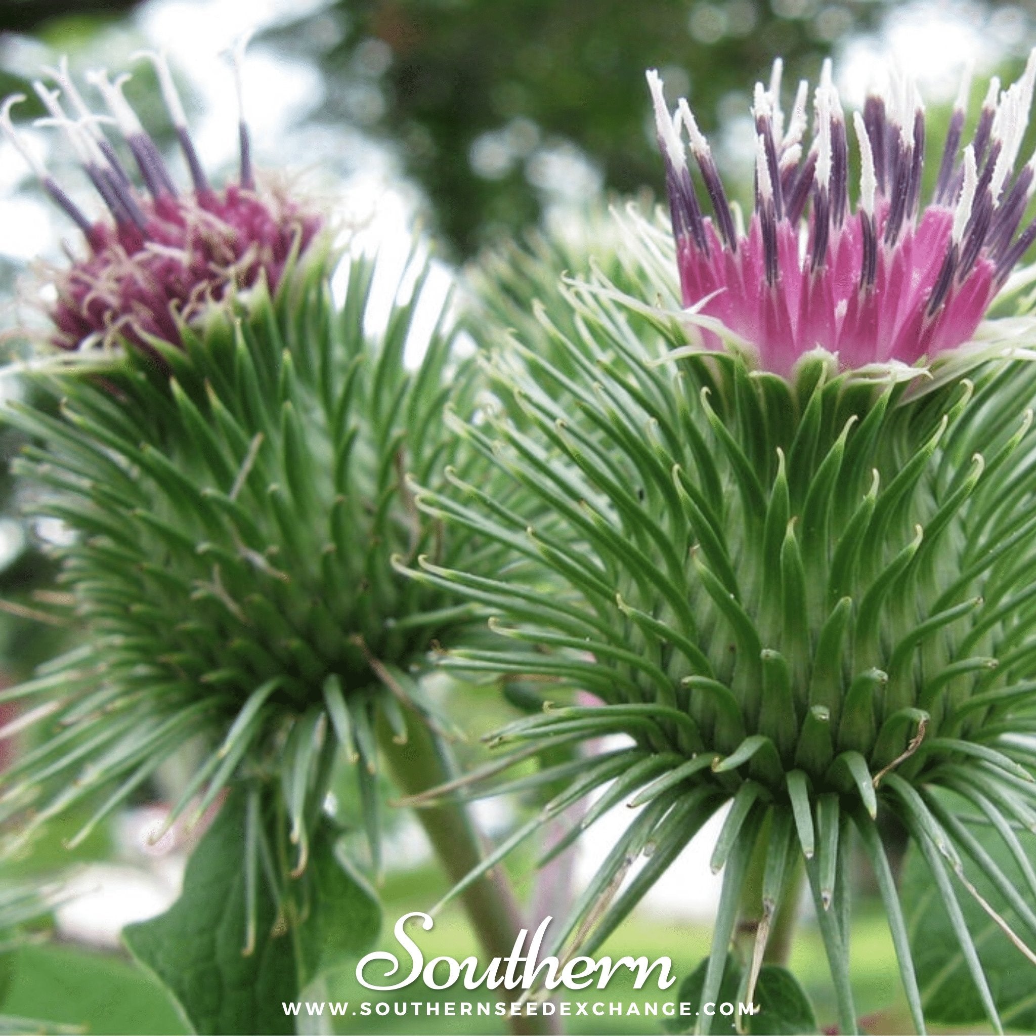 Burdock – 50 Seeds Southern Seeds