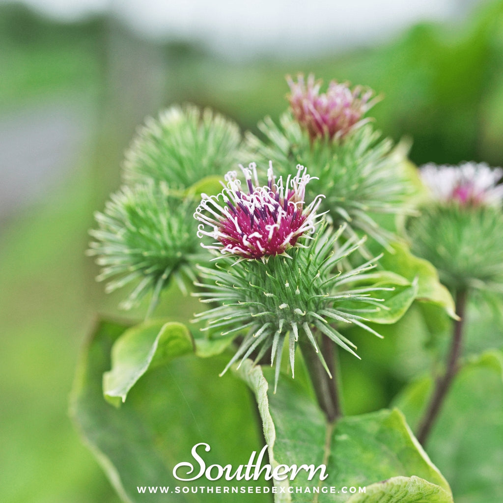 Burdock – 50 Seeds Southern Seeds