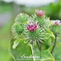 Burdock – 50 Seeds Southern Seeds