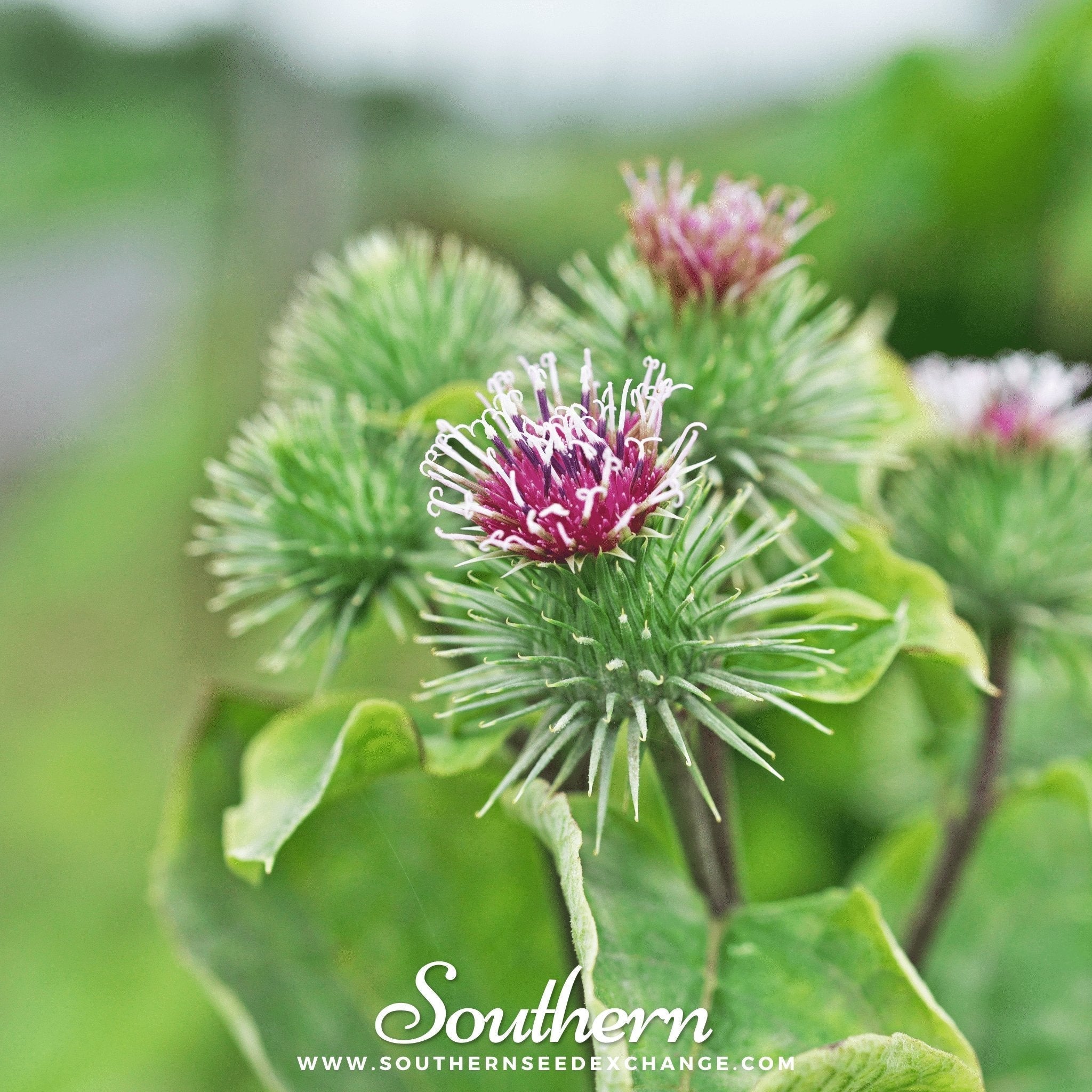 Burdock – 50 Seeds Southern Seeds