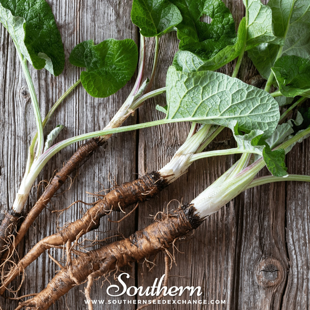 Burdock – 50 Seeds Southern Seeds