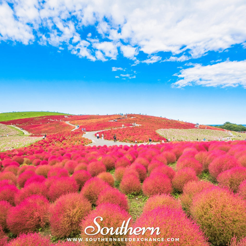 Burning Bush – 100 Seeds Southern Seeds