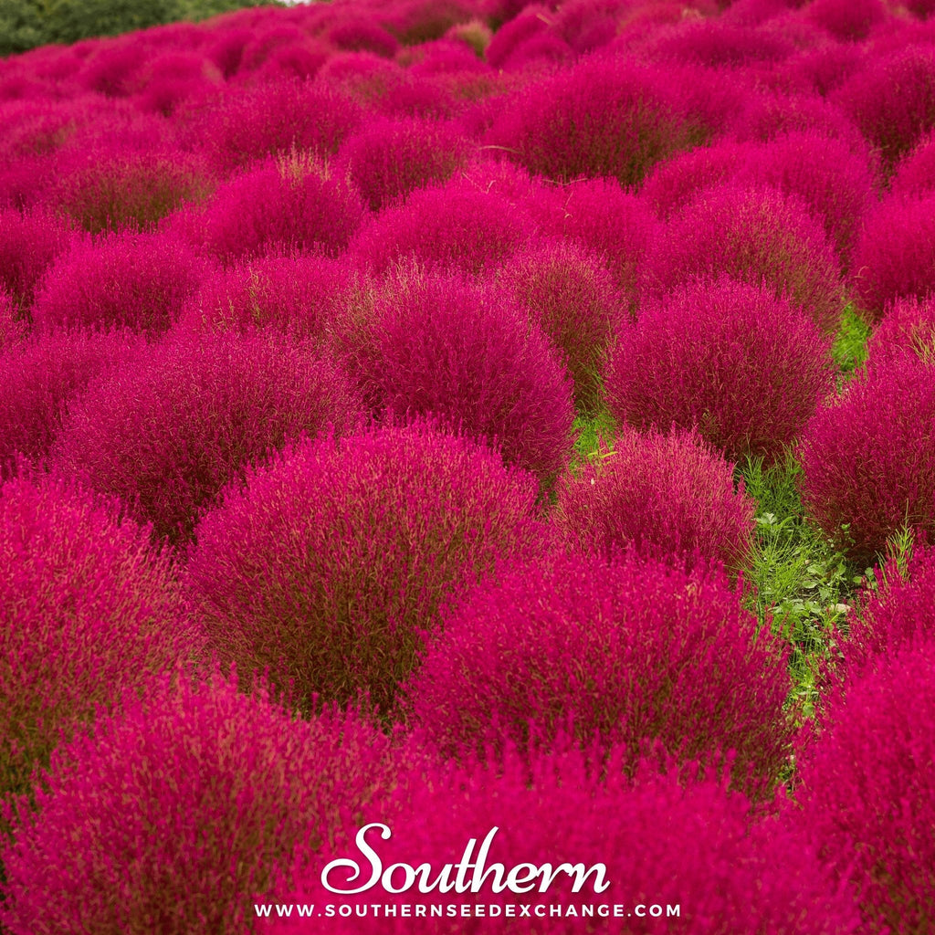 Burning Bush – 100 Seeds Southern Seeds