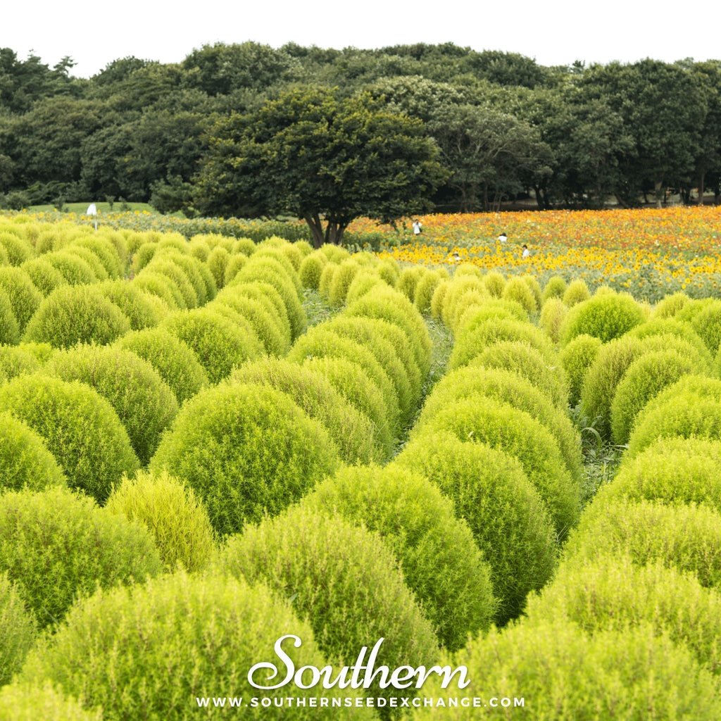 Burning Bush – 100 Seeds Southern Seeds