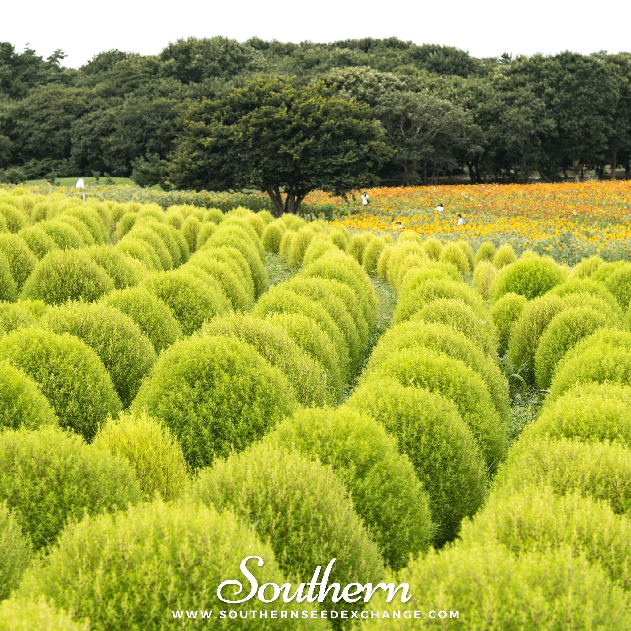 Burning Bush – 100 Seeds Southern Seeds