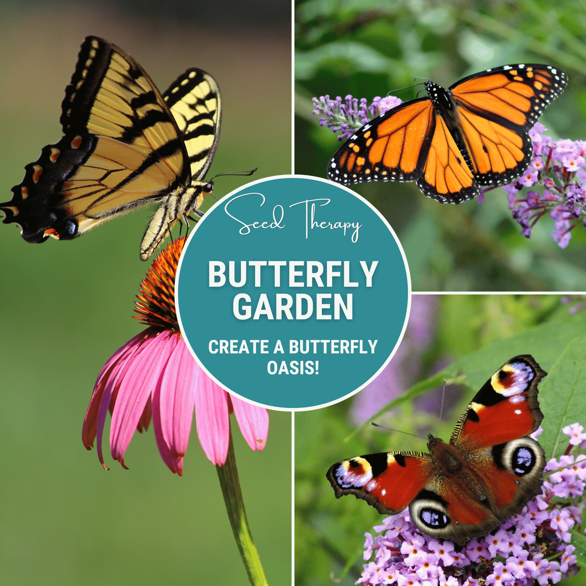 Butterfly Garden Seed Collection – 10 Varieties Southern Seeds