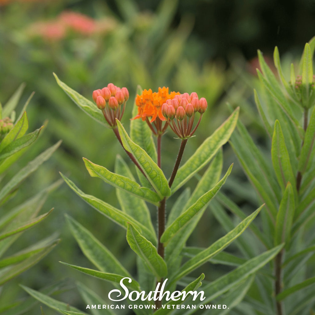 Orange Butterfly Weed – 35 Seeds Southern Seeds