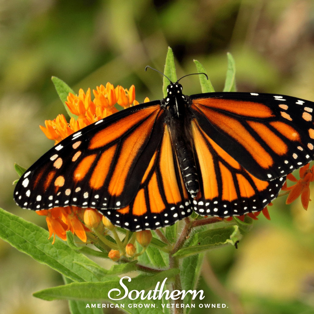 Orange Butterfly Weed – 35 Seeds Southern Seeds