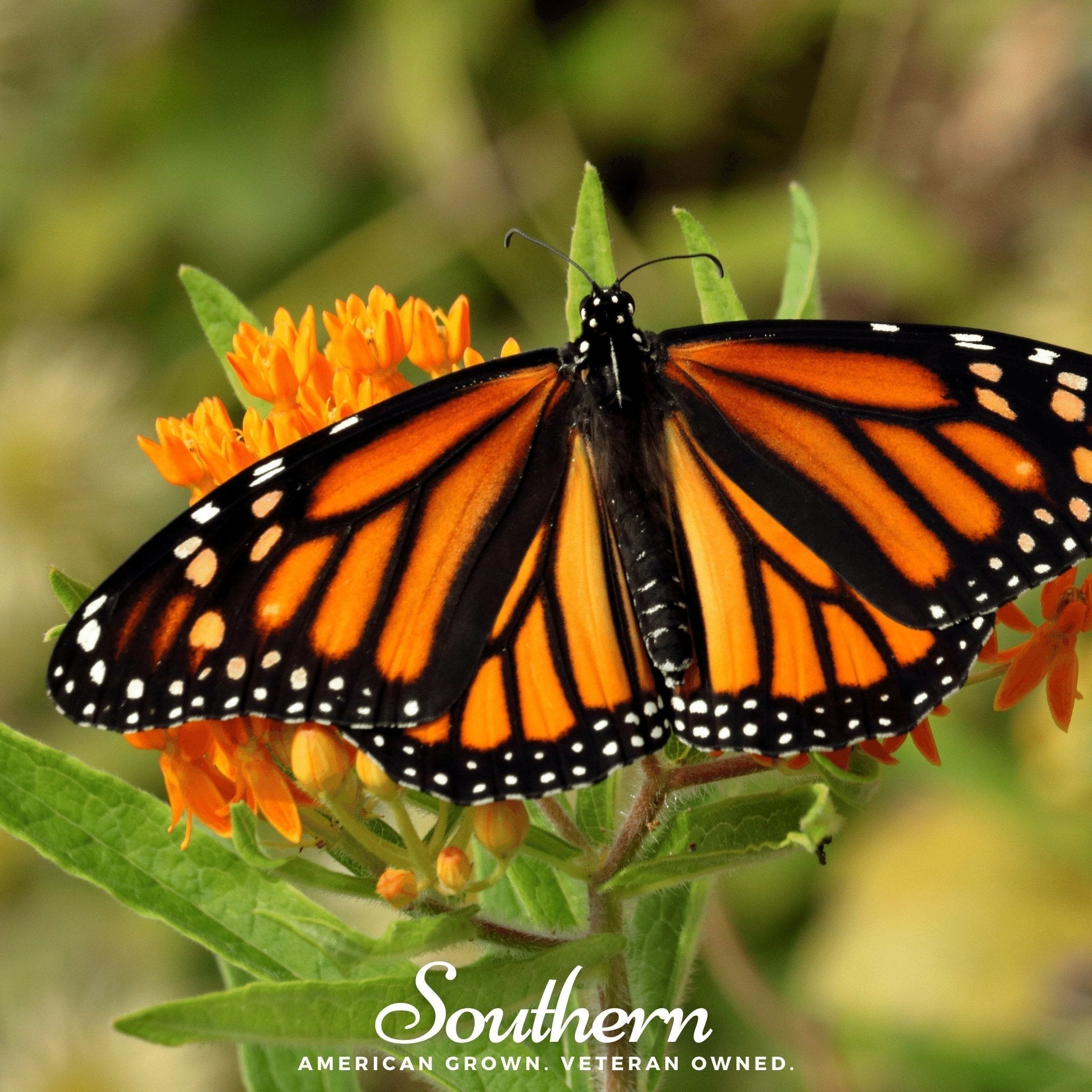 Orange Butterfly Weed – 35 Seeds Southern Seeds