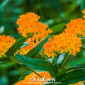 Orange Butterfly Weed – 35 Seeds Southern Seeds